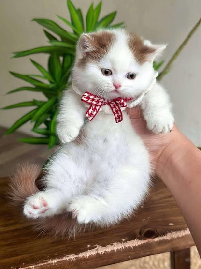 Munchkin
