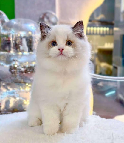 Ragdoll
