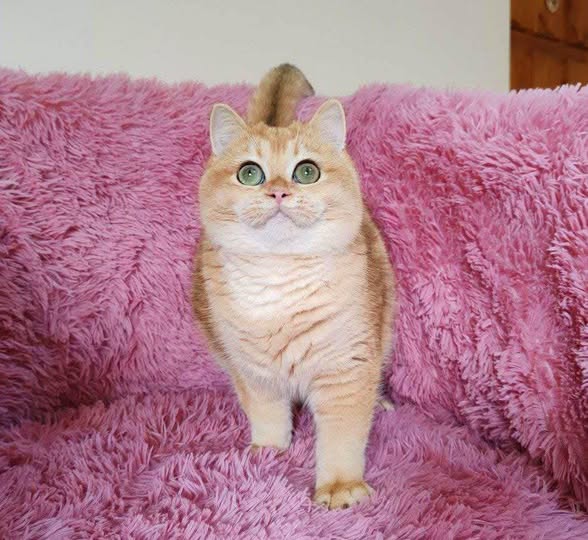 British Shorthair