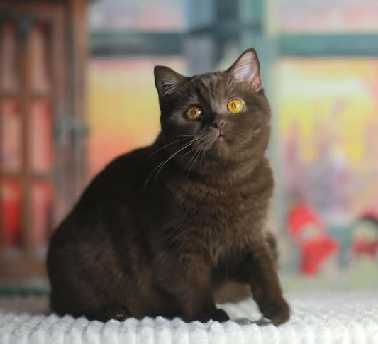 British Shorthair