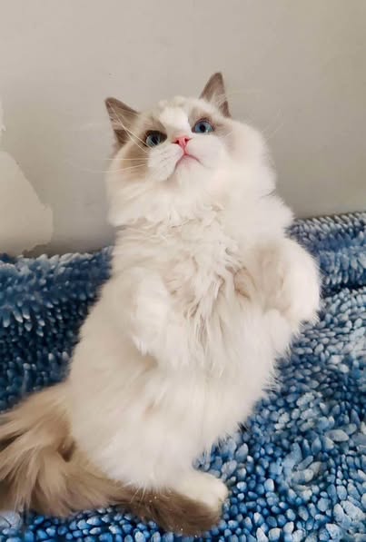 Ragdoll