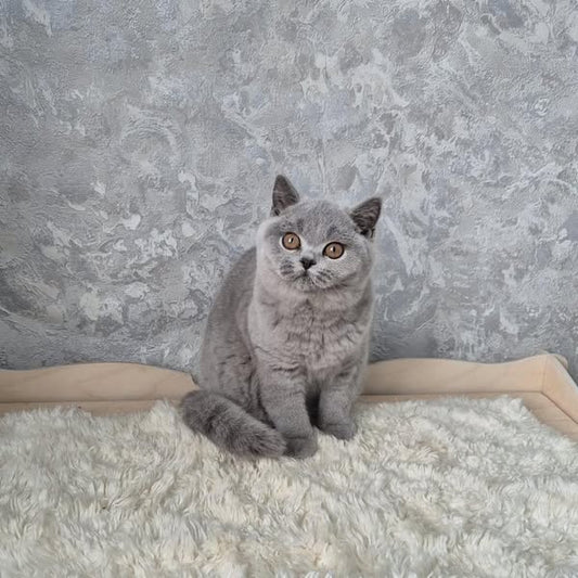 British Shorthair