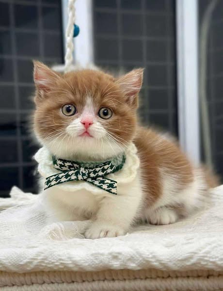 Munchkin