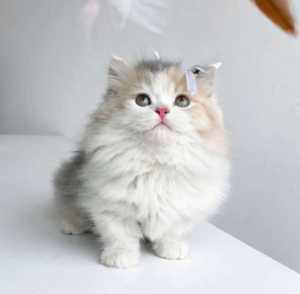 Munchkin Longhair