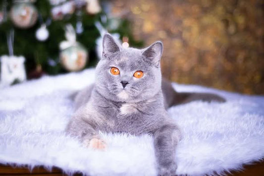 British Shorthair