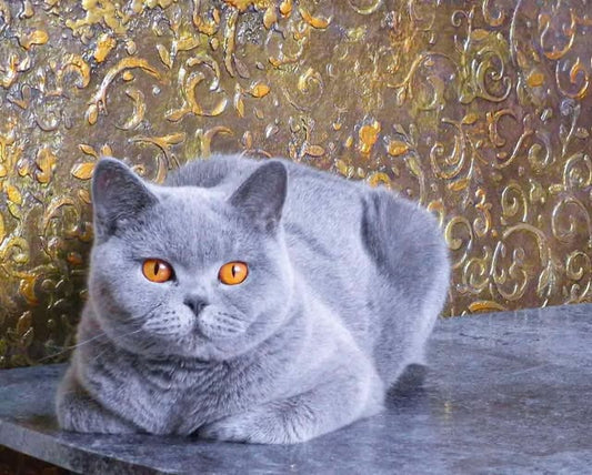British Shorthair