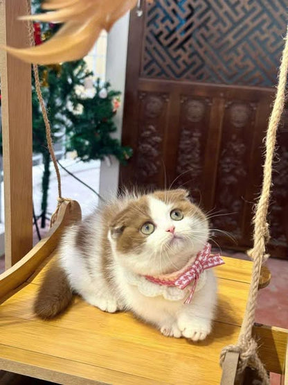 Munchkin Fold