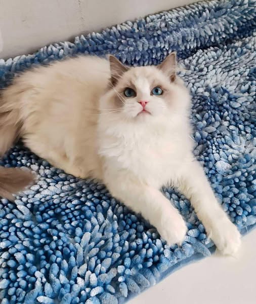 Ragdoll