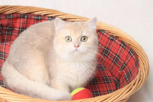 British Shorthair