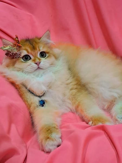 British Longhair