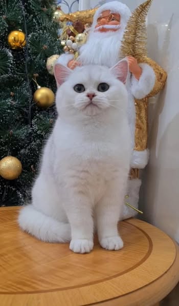 British Shorthair