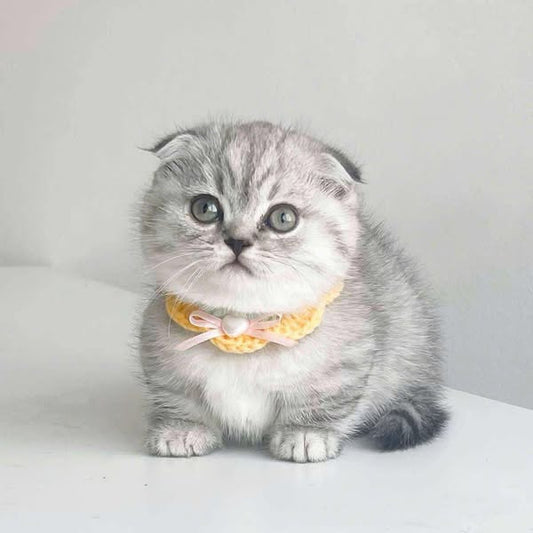 Munchkin Fold