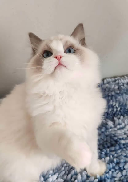 Ragdoll