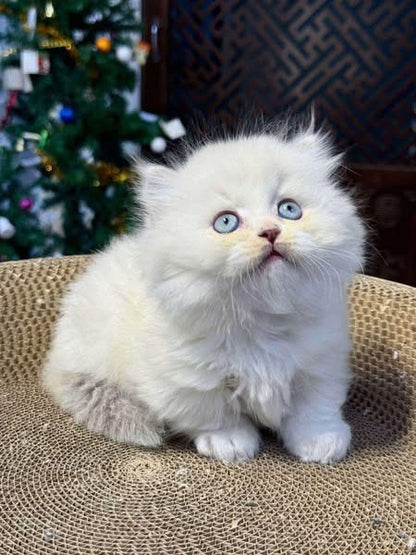 Munchkin