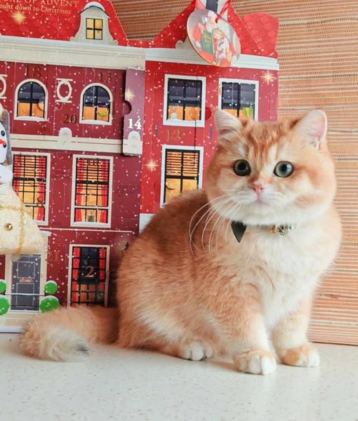 British Shorthair