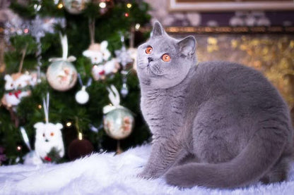 British Shorthair