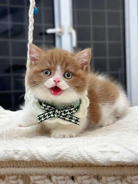 Munchkin