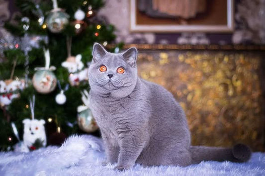British Shorthair
