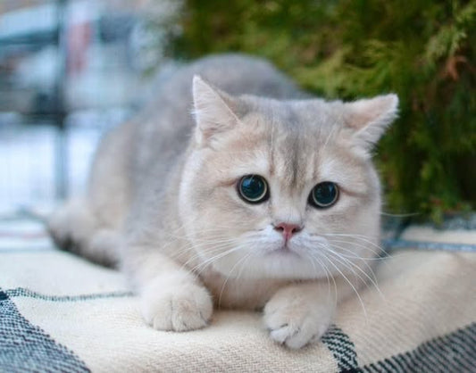 British Shorthair