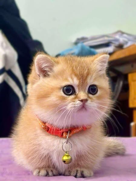 Munchkin