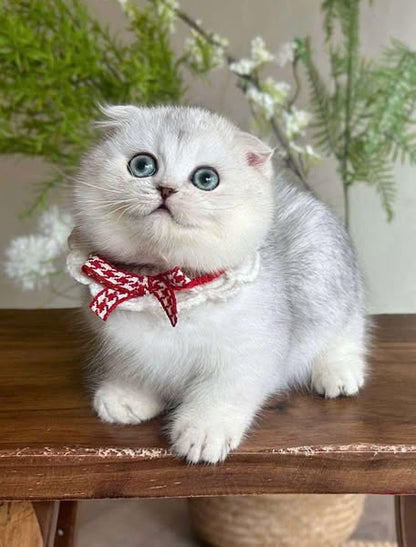 Munchkin Fold