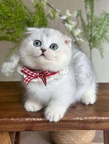 Munchkin Fold