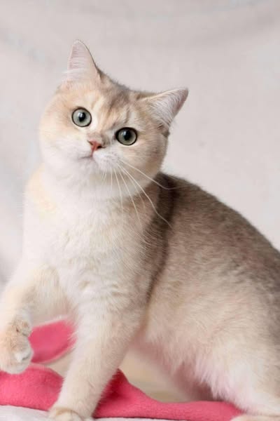 British Shorthair