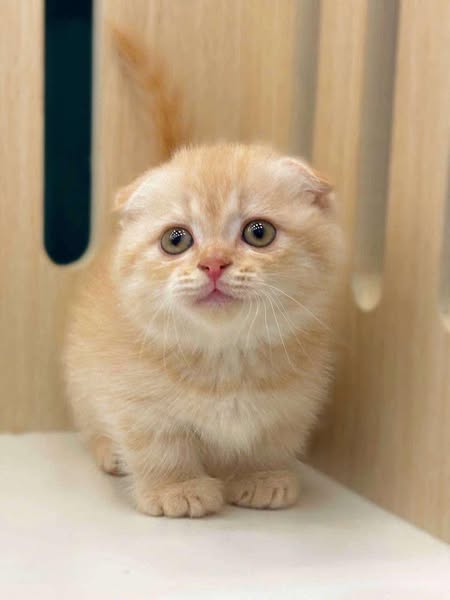 Munchkin Fold