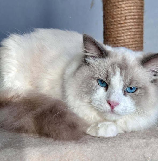 Ragdoll
