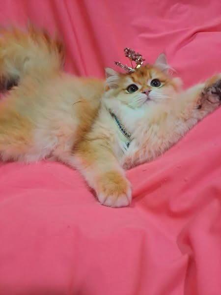 British Longhair