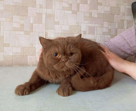 British Shorthair