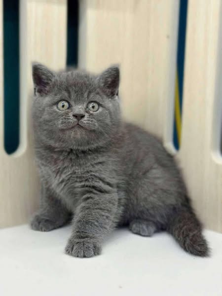 British Shorthair