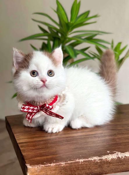 Munchkin