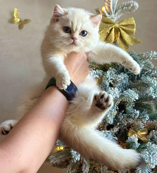 British Shorthair