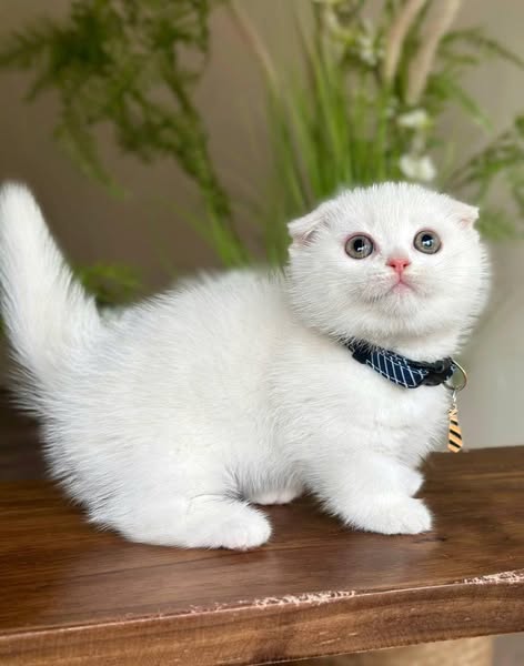 Munchkin Fold