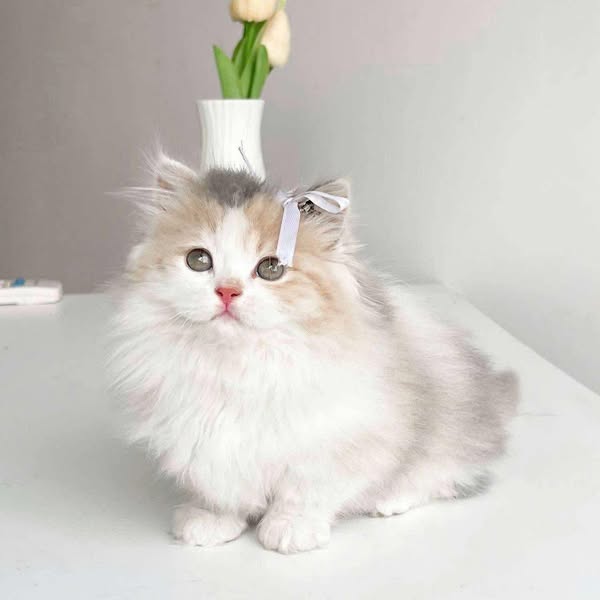 Munchkin Longhair