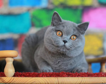 British Shorthair
