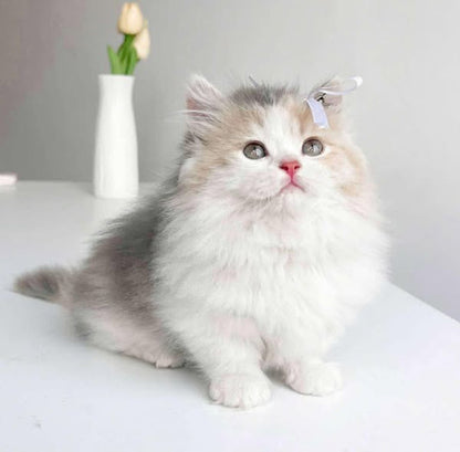 Munchkin Longhair