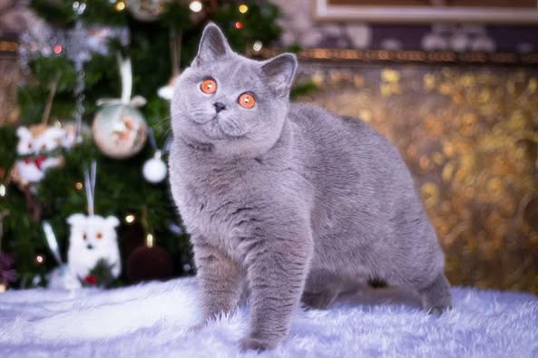 British Shorthair