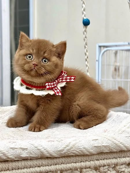 British Shorthair