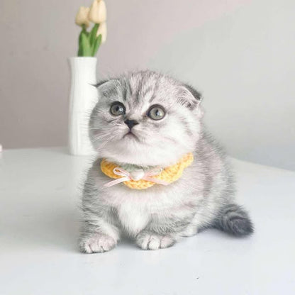 Munchkin Fold