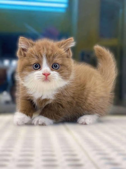 British Shorthair