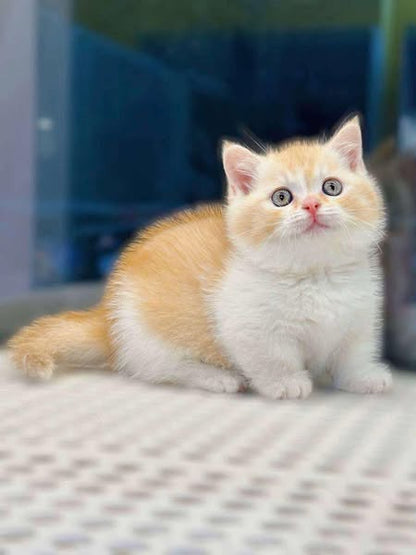 Munchkin