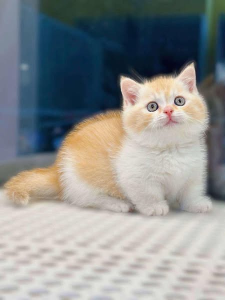 Munchkin