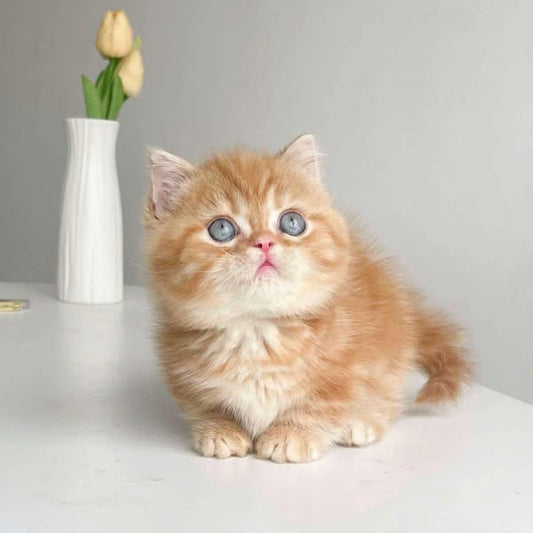 Munchkin