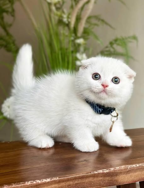 Munchkin Fold