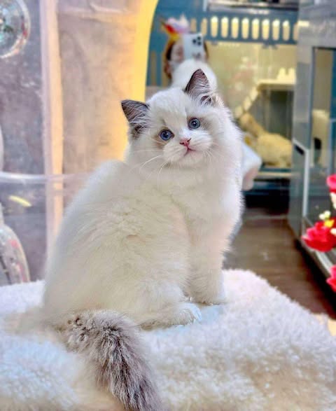 Ragdoll