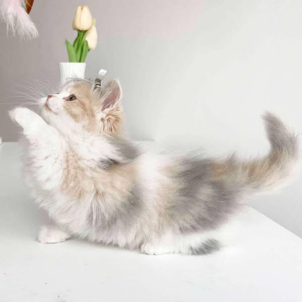 Munchkin Longhair