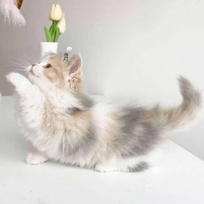 Munchkin Longhair