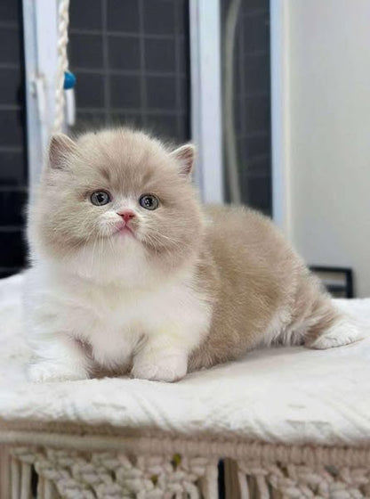 Munchkin Longhair